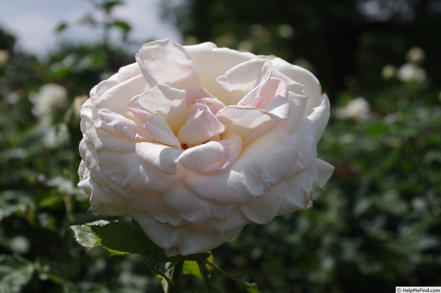 'Royal Philharmonic' rose photo