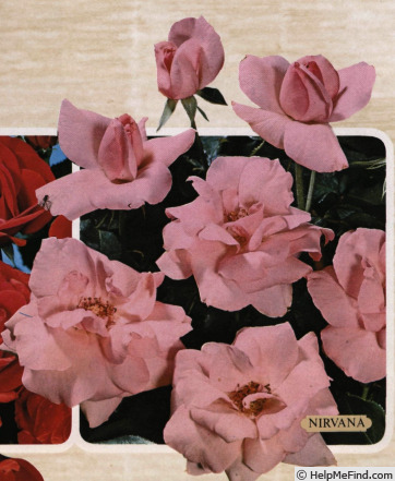 'Nirvana ® (floribunda, Meilland, 1975)' rose photo