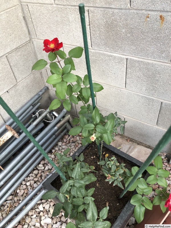 'Top Gun ™ (shrub, Carruth, 2016)' rose photo