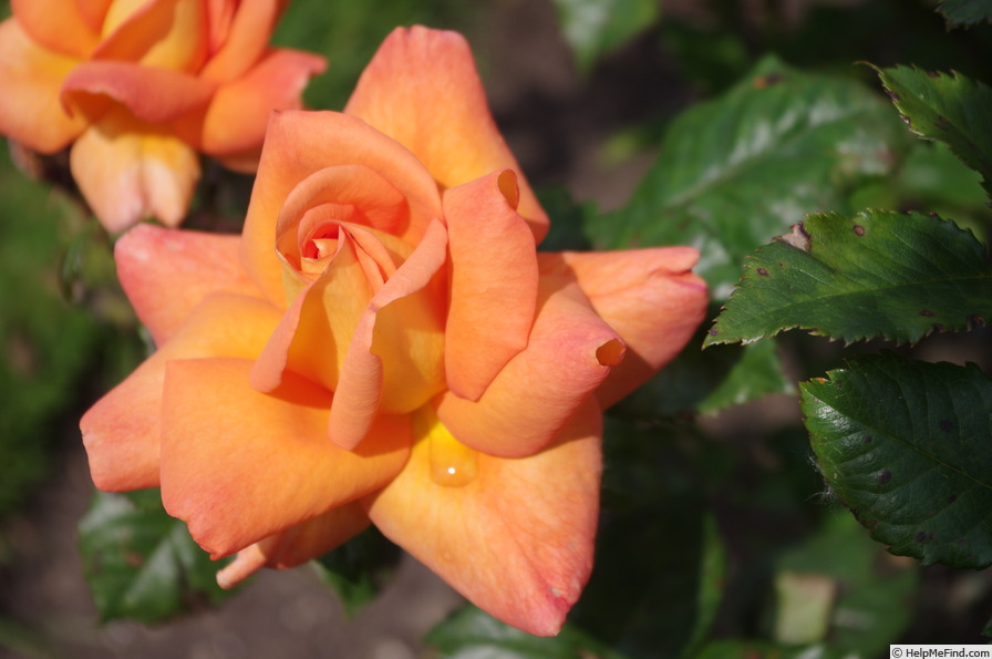 'Dawn Chorus' rose photo