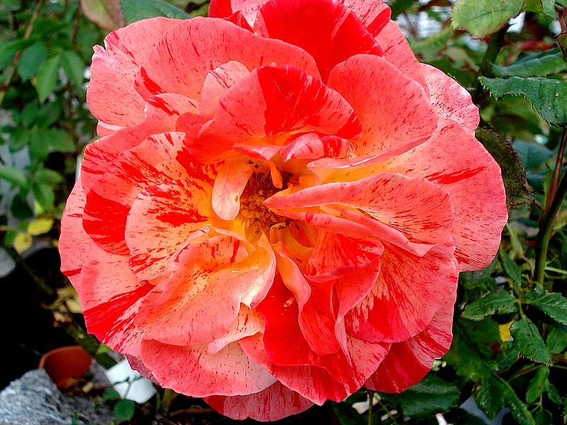 'Tocade ® (floribunda, Meilland 1999)' rose photo