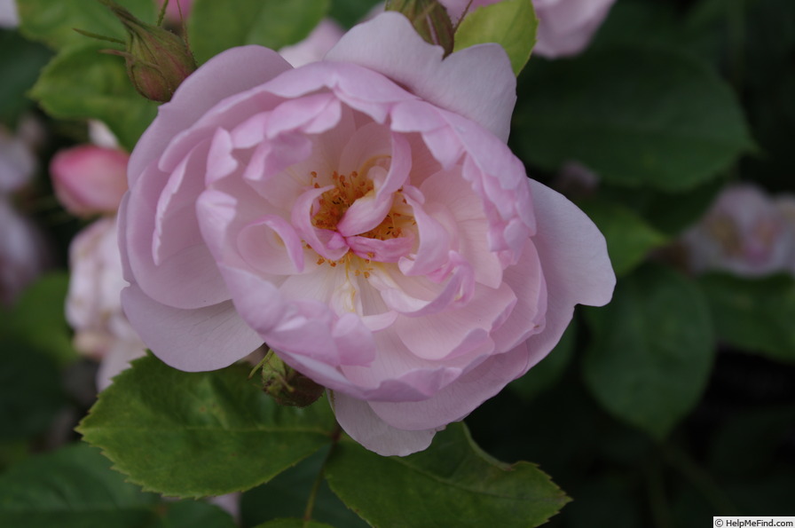 'Scarborough Fair' rose photo