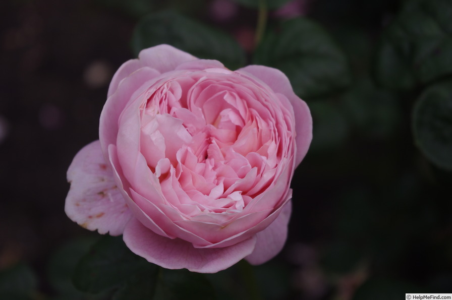 'Queen of Sweden' rose photo