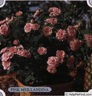 'Pink Meillandina ®' rose photo