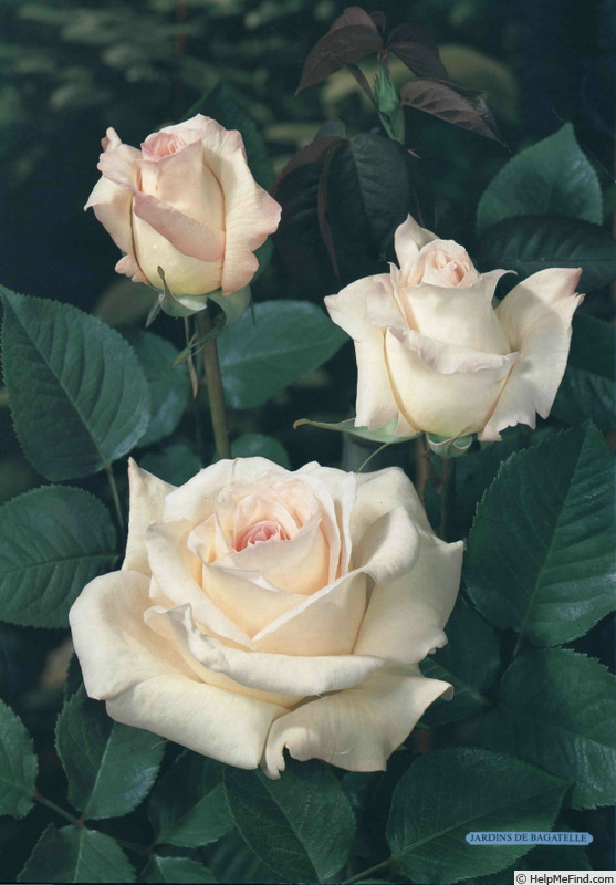 'Jardins de Bagatelle®' rose photo