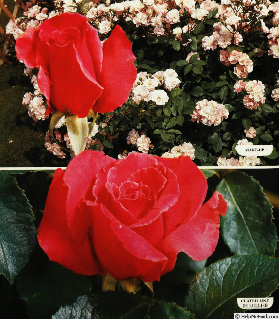 'Châtelaine de Lullier' rose photo