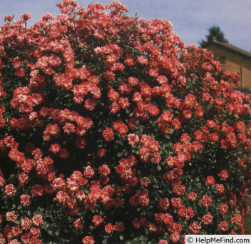 'Sandra (shrub, Meilland, 1988)' rose photo