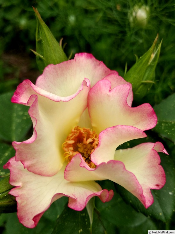 'Liolà (floribunda, Barni 2003)' rose photo