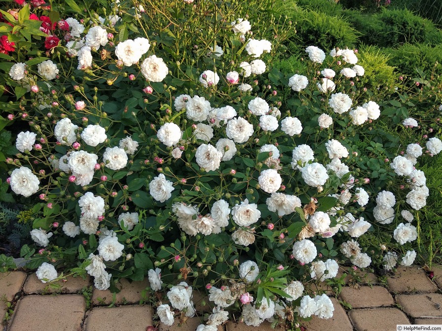 'Little White Pet (Polyantha, Henderson 1879)' rose photo