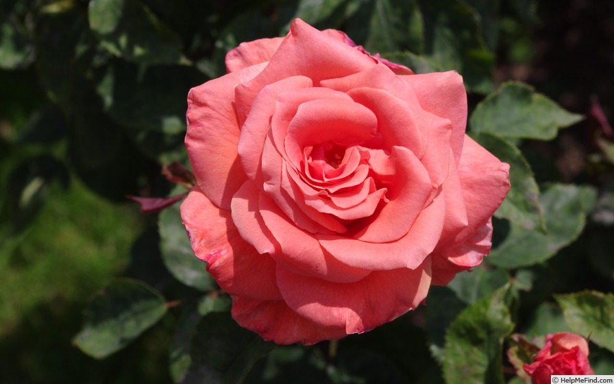 'Song And Dance' rose photo