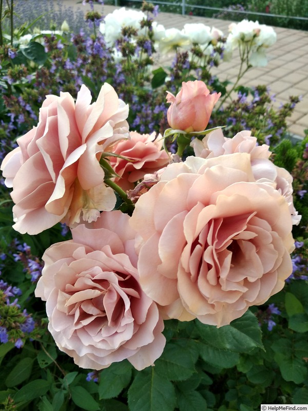 'Mokarosa ®' rose photo