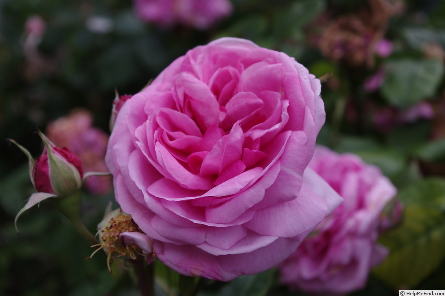 'Gertrude Jekyll ®' rose photo