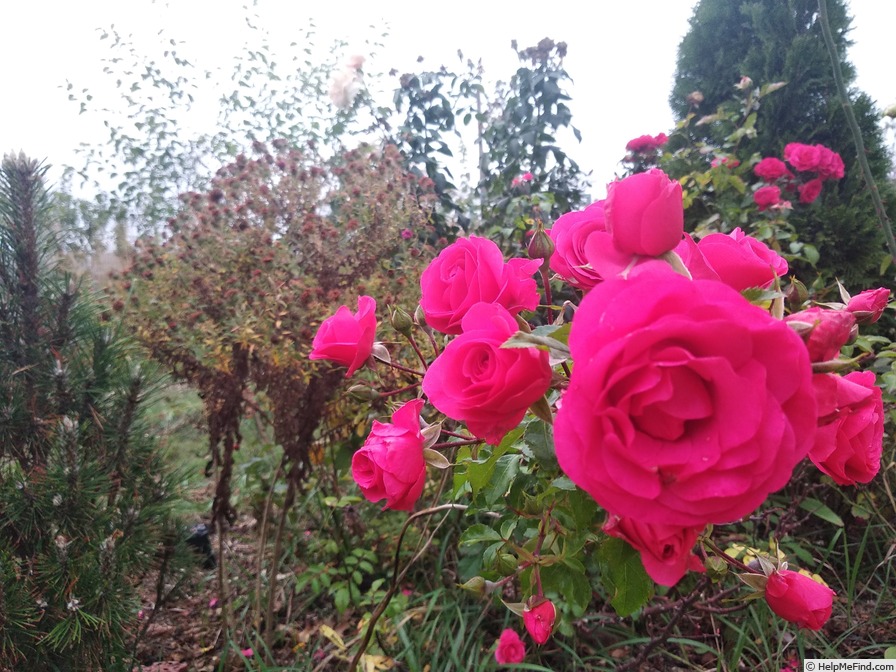 'Morden Cardinette' rose photo