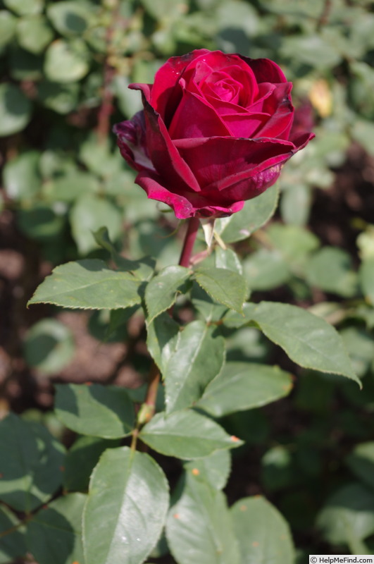 'Deep Secret (hybrid tea, Tantau 1977)' rose photo