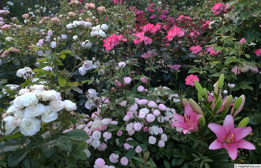 'Mozart's Lady' rose photo