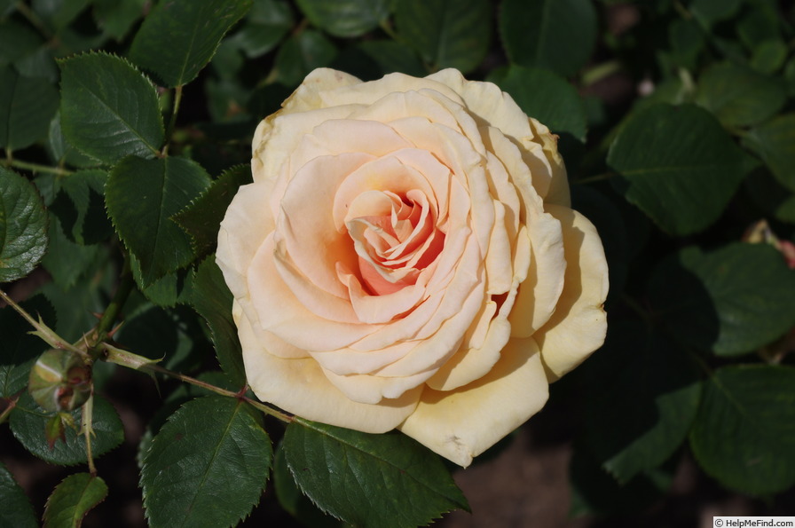 'Royal Parks' rose photo