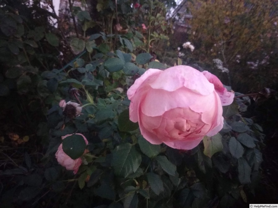 'Peter-Paul Rubens®' rose photo