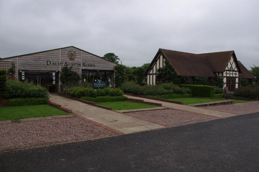 'David Austin Roses' , click to enlarge 'David Austin Roses'  photo