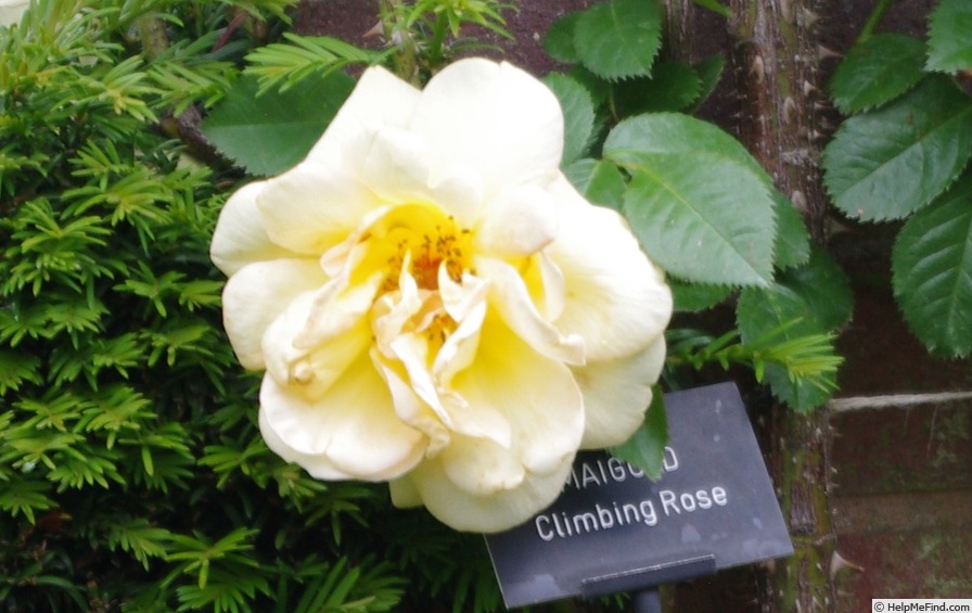 'Maigold' rose photo