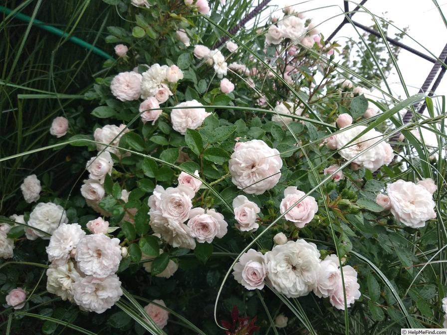 'Starlet Rose Alina ®' rose photo