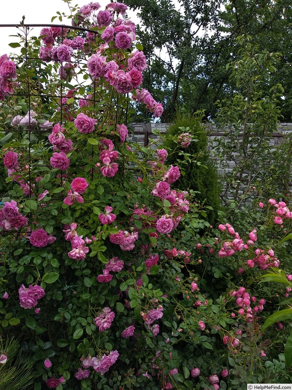 'Starlet Rose Melina ®' rose photo