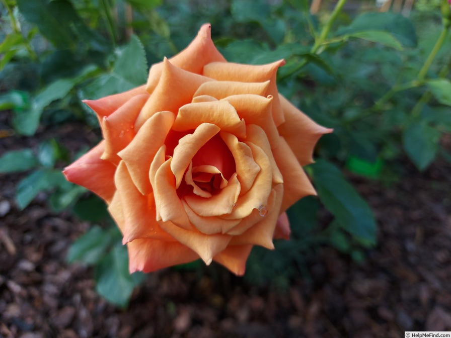 'Ann Henderson' rose photo