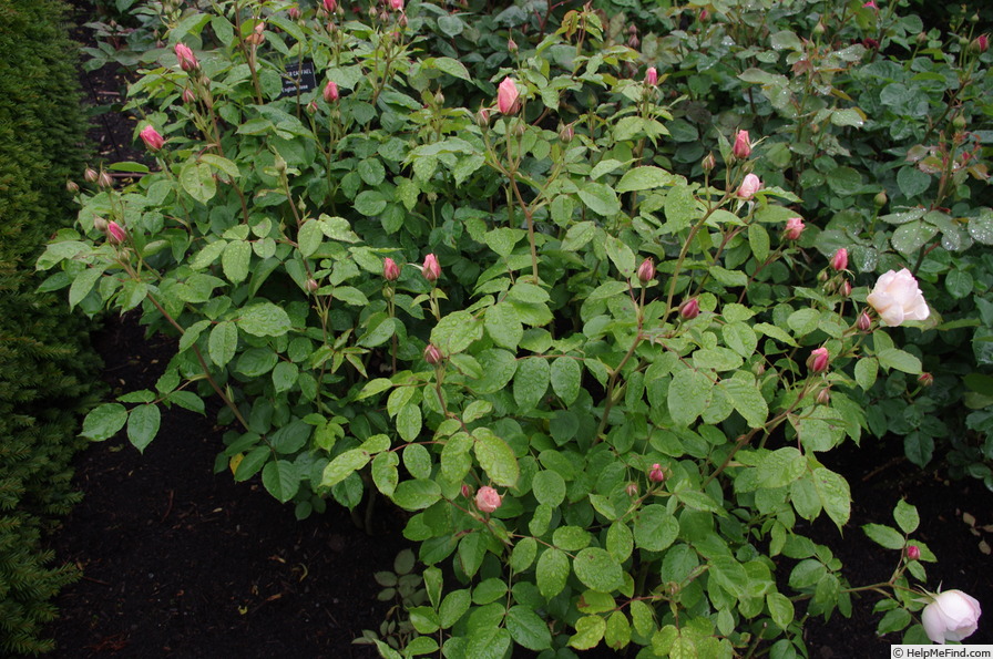 'The Shepherdess' rose photo