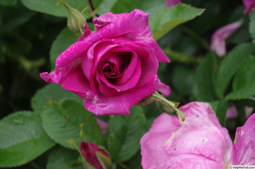 'Wild Edric' rose photo