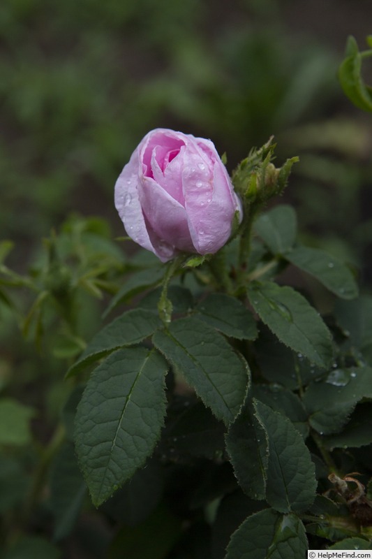 'Marie de Blois' rose photo