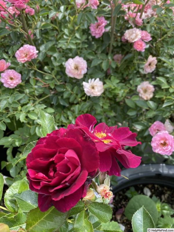 'Under The Cherry Moon' rose photo