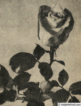 'Badinage' rose photo