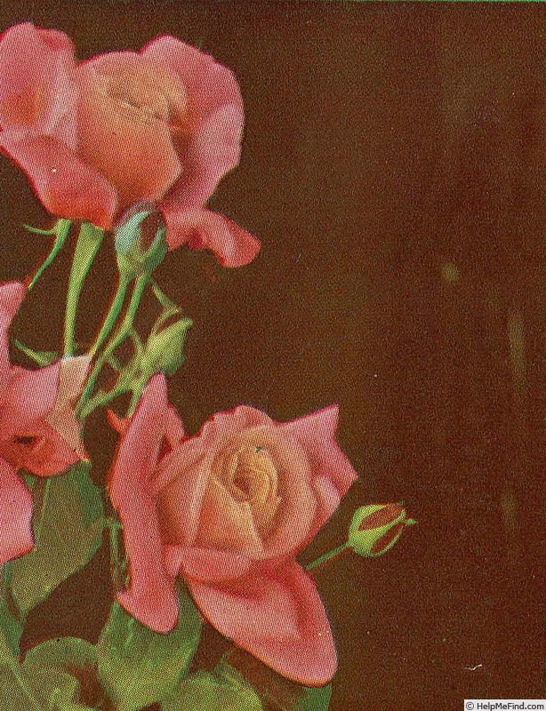 'Juliette E. van Beuningen' rose photo