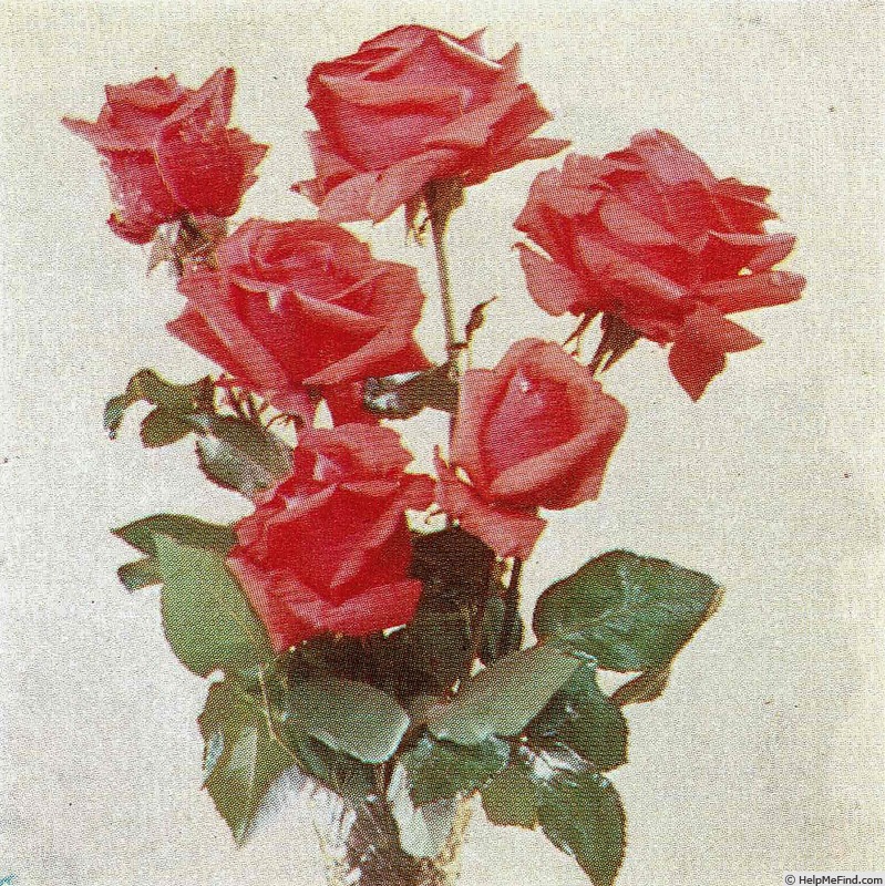 'Beatrice Boeke' rose photo