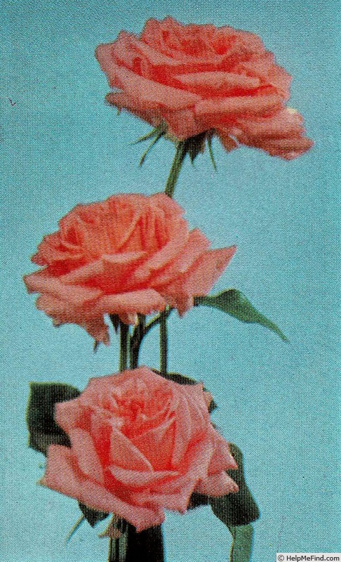 'Caroline Kaart' rose photo