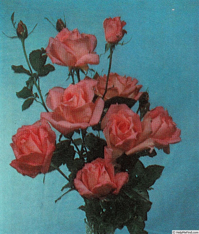 'Anna Müller-Idserda' rose photo