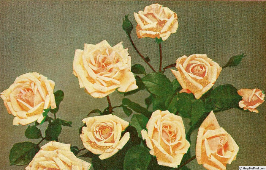 'Mrs. Henri Daendels' rose photo