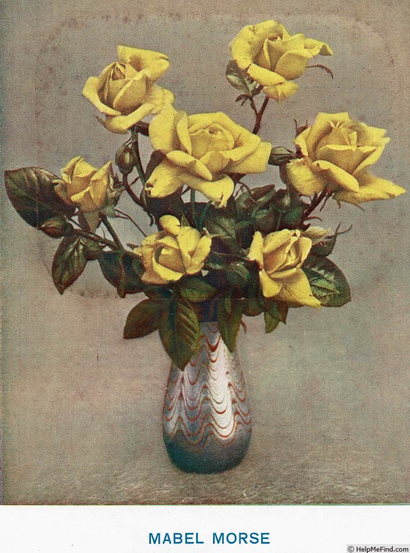 'Mabel Morse' rose photo
