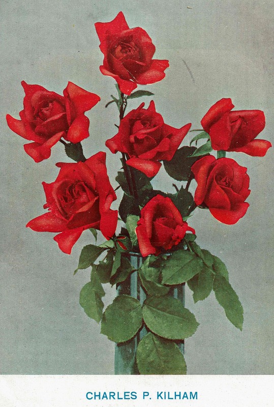 'Charles P. Kilham' rose photo