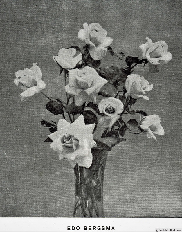 'Edo Bergsma' rose photo