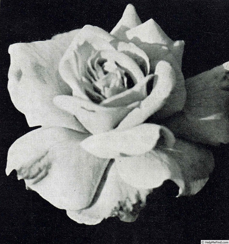 'Etty van Best' rose photo