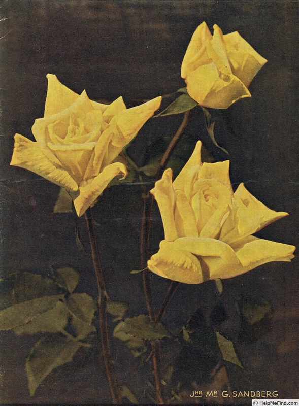 'Jhr. Mr. G. Sandberg' rose photo