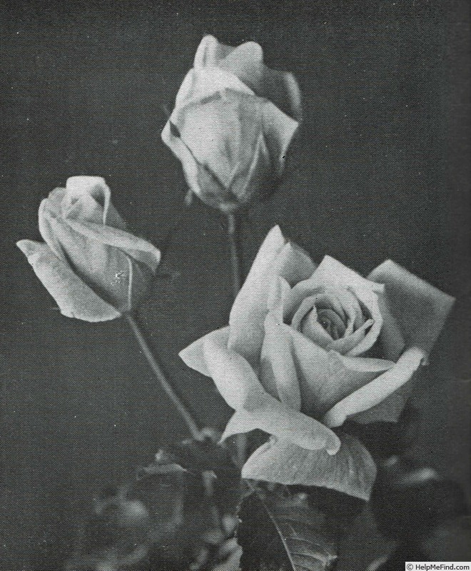'A.G.A. Rappard' rose photo