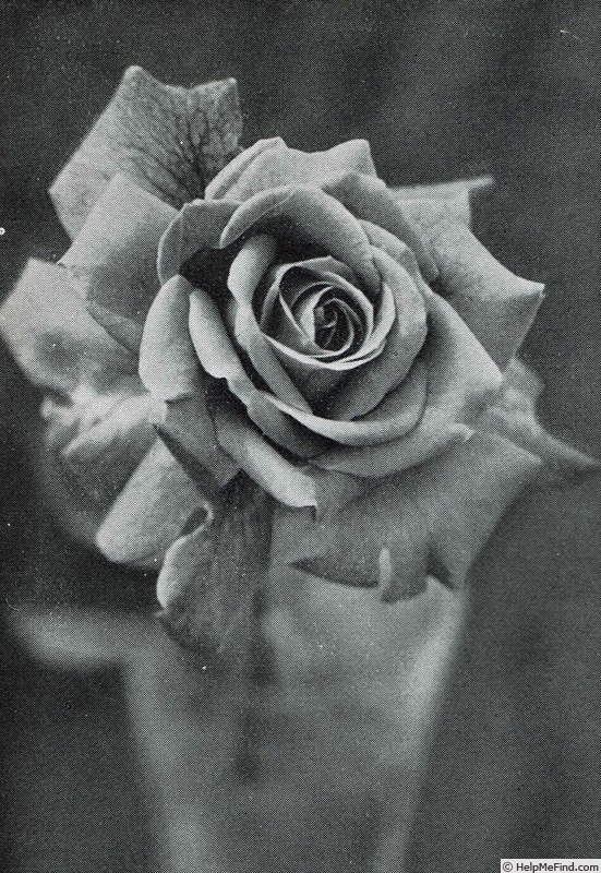 'Mrs. Vandenbergh' rose photo