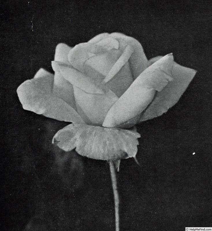 'Charlotte E. van Dedem' rose photo