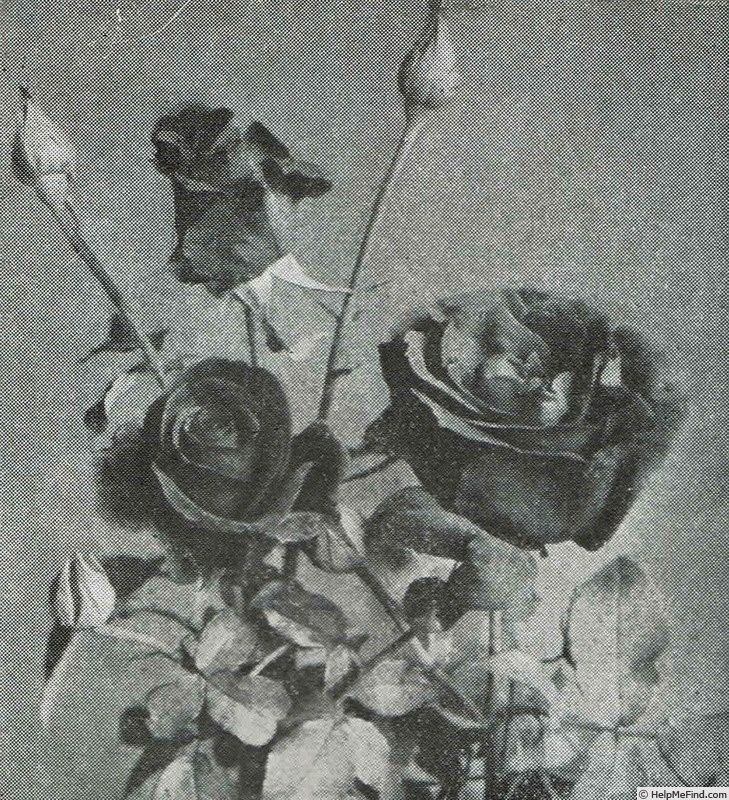 'Prinses Maryke' rose photo