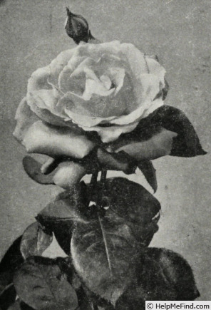 'Numéro Un' rose photo