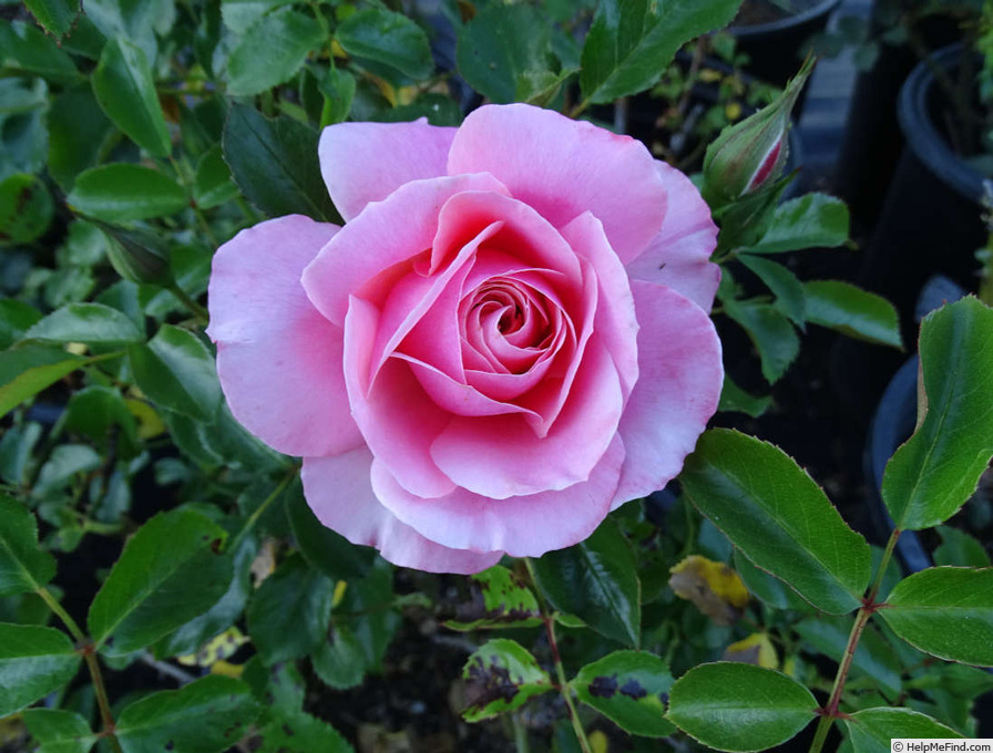 'Botticelli ®' rose, click to enlarge 'Botticelli ®' rose photo
