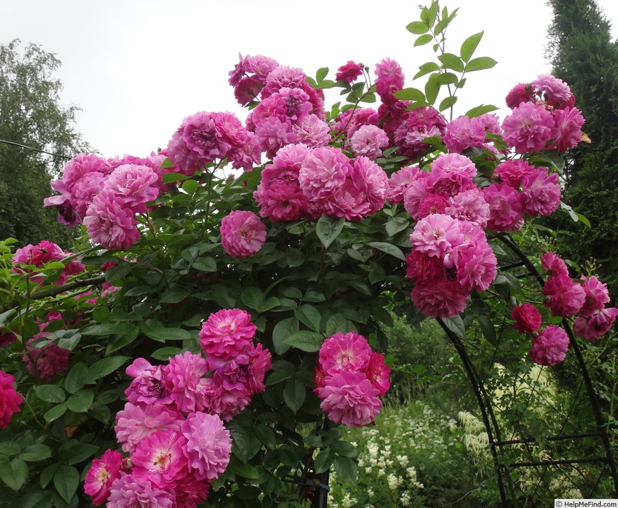 'Vltava' rose photo