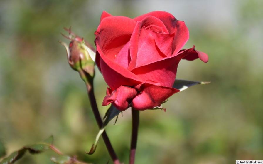 'Mexicana' rose photo