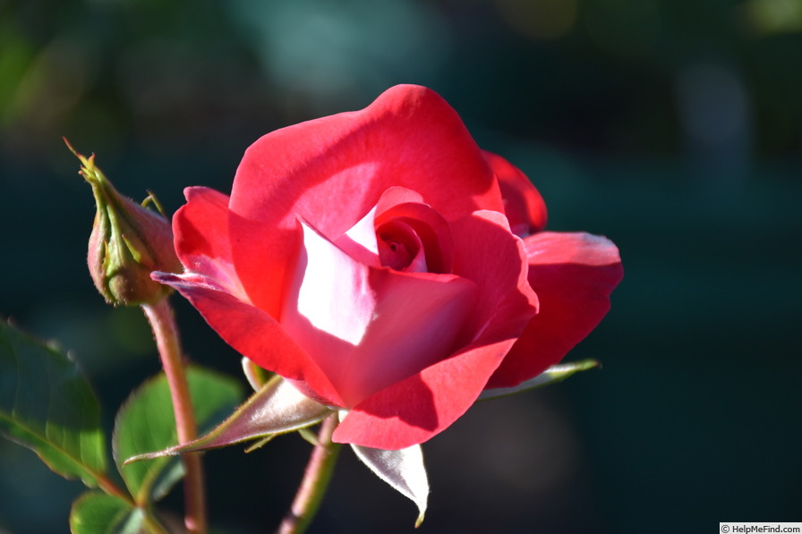 'Molly McGredy' rose photo